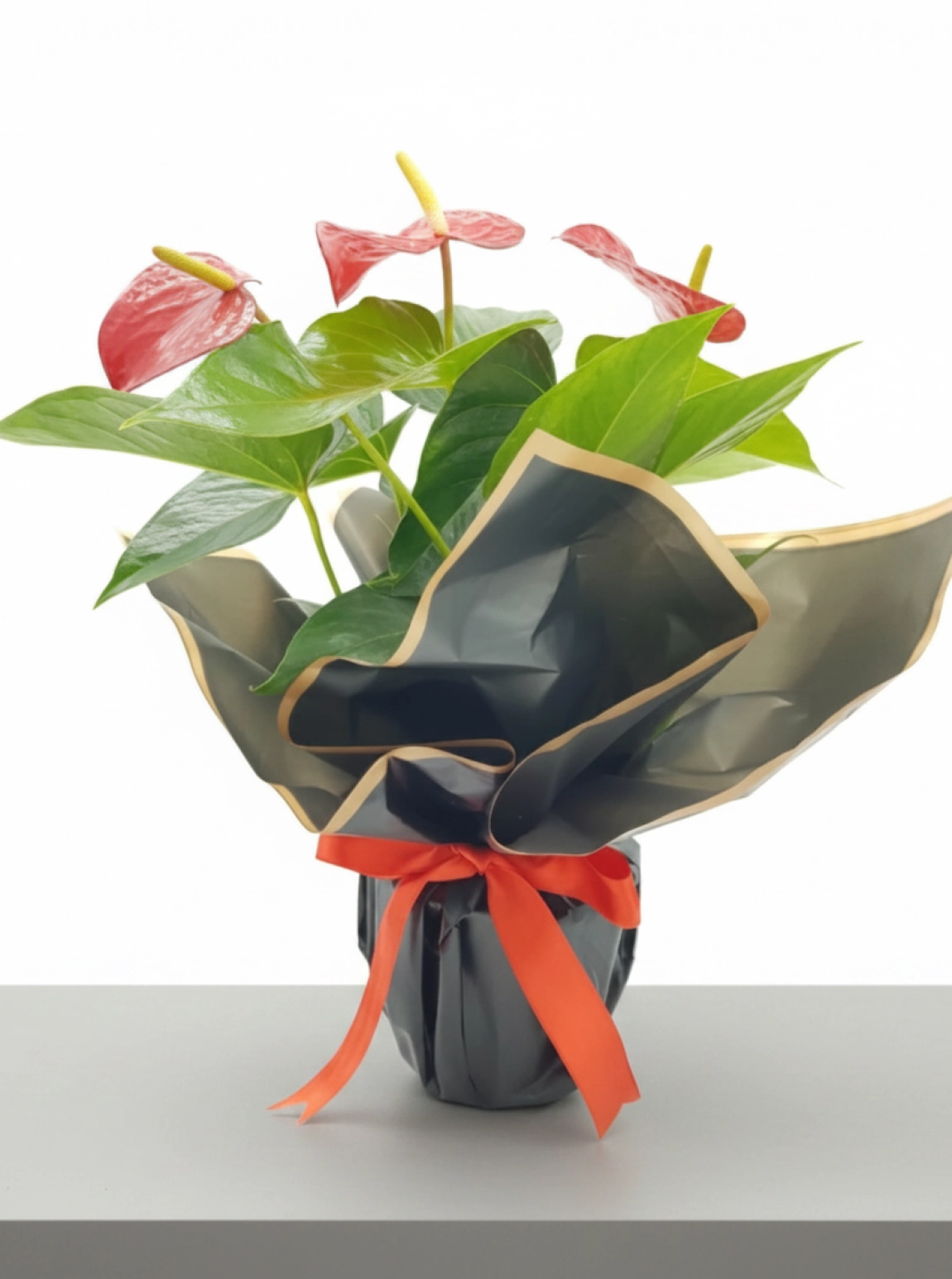 Kırmızı Antoryum (Anthurium) Saksı Çiçeği 74