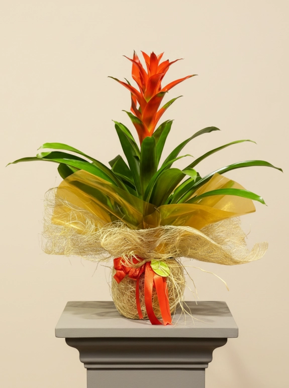 Guzmania Bitkisi Anneler Günü Özel