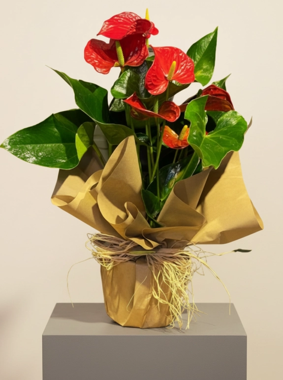 Kırmızı Antoryum (Anthurium) Saksı Çiçeği